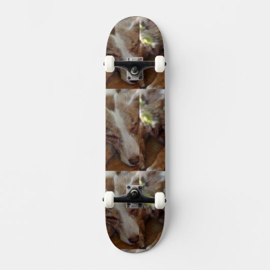 australië herder rode merle slaapt persoonlijk skateboard (Voorkant)