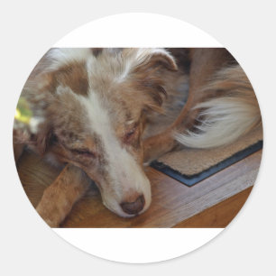 australië herder rode merle slaapt ronde sticker