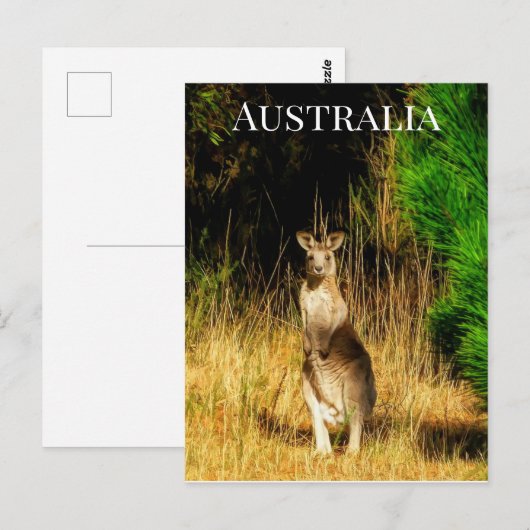 Australië Kangaroo Briefkaart (Voorkant / Achterkant)