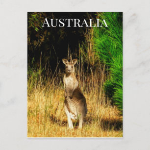 Australië Kangaroo Briefkaart