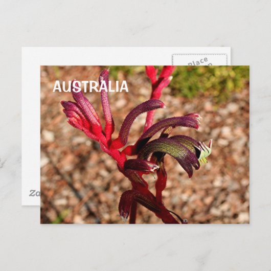 Australië: Kangaroo Paw bloem 2 Briefkaart (Voorkant / Achterkant)