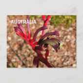 Australië: Kangaroo Paw bloem 2 Briefkaart (Voorkant)