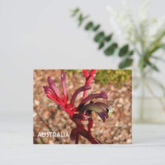 Australië: Kangaroo Paw bloem 2 Briefkaart (Staand voorkant)