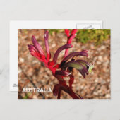 Australië: Kangaroo Paw bloem 2 Briefkaart (Voorkant / Achterkant)