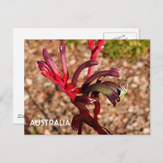Australië: Kangaroo Paw bloem 2 Briefkaart (Voorkant / Achterkant)