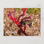 Australië: Kangaroo Paw bloem 2 Briefkaart (Voorkant)