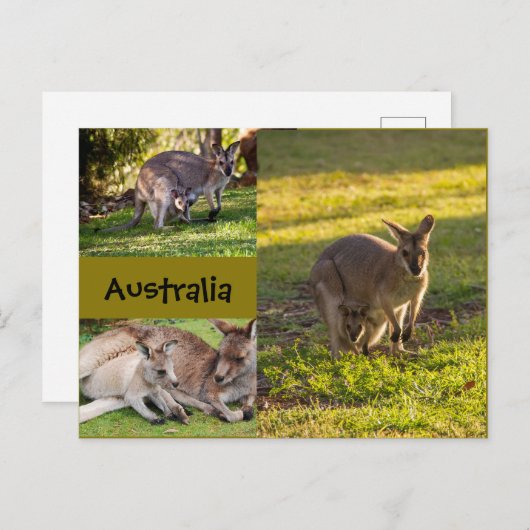 Australië: kangoeroes, moeders en joeys briefkaart (Voorkant / Achterkant)