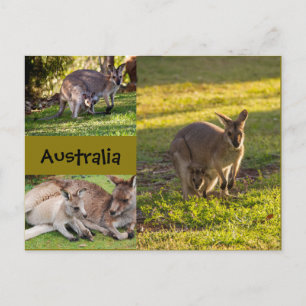 Australië: kangoeroes, moeders en joeys briefkaart