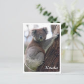 Australië - Koala - Briefkaart (Staand voorkant)