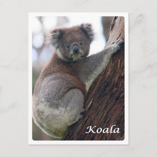 Australië - Koala - Briefkaart (Voorkant)