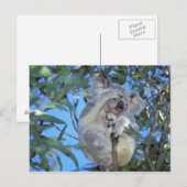 Australië, Koala (Phasclarctos Cinereus) Briefkaart (Voorkant / Achterkant)