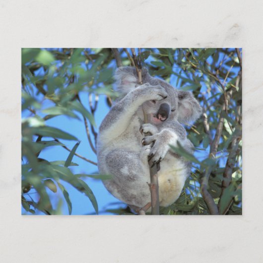 Australië, Koala (Phasclarctos Cinereus) Briefkaart (Voorkant)