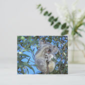 Australië, Koala (Phasclarctos Cinereus) Briefkaart (Staand voorkant)