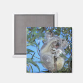 Australië, Koala Phasclarctos Cinereus) Magneet (Voorkant / Achterkant)