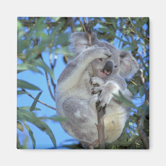 Australië, Koala Phasclarctos Cinereus) Magneet (Voorkant)