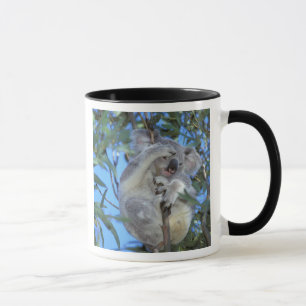 Australië, Koala (Phasclarctos Cinereus) Mok