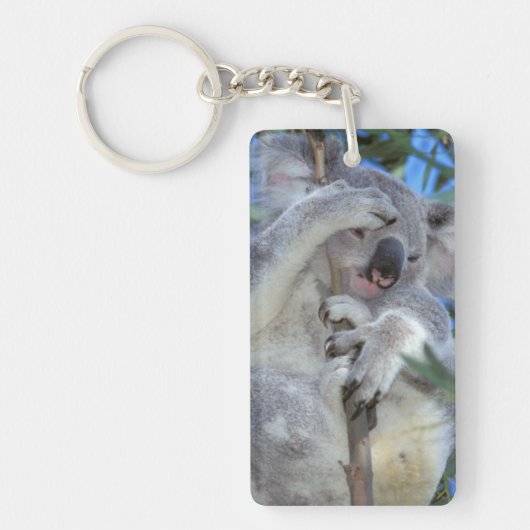 Australië, Koala Phasclarctos Cinereus) Sleutelhanger (Voorkant)