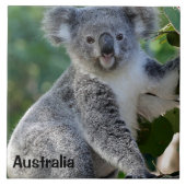 Australië: Kute cudly Australian koala Tegeltje (Voorkant)