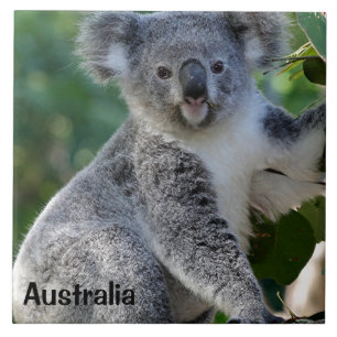 Australië: Kute cudly Australian koala Tegeltje