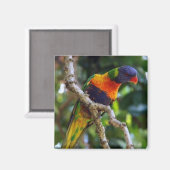 Australië: Lorikeet Bird koelkast magnet (Voorkant / Achterkant)