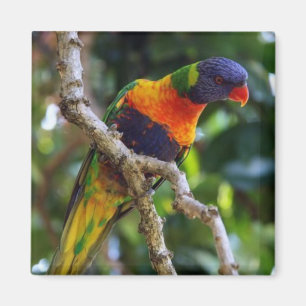 Australië: Lorikeet Bird koelkast magnet