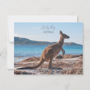 Australië Lucky Bay Kangoeroe op het strand Foto Briefkaart