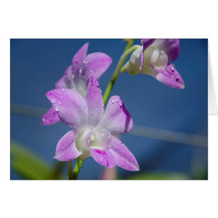 Australië, noordelijk gebied, Darwin