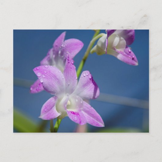 Australië, noordelijk gebied, Darwin Briefkaart (Voorkant)