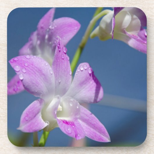 Australië, noordelijk gebied, Darwin Drankjes Onderzetter (Voorkant)