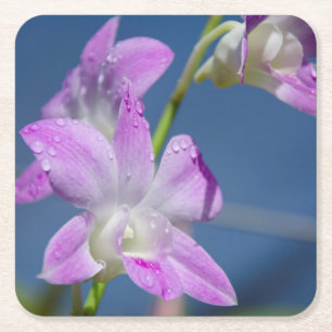 Australië, noordelijk gebied, Darwin Kartonnen Onderzetters