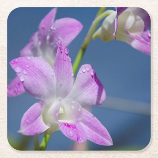 Australië, noordelijk gebied, Darwin Kartonnen Onderzetters (Voorkant)