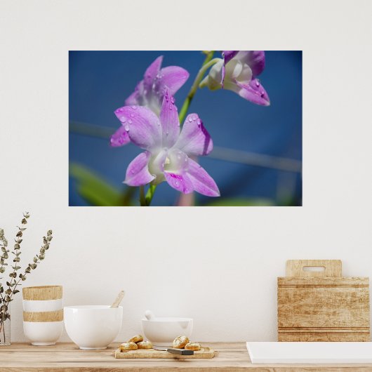 Australië, noordelijk gebied, Darwin Poster (Keuken)