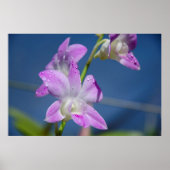 Australië, noordelijk gebied, Darwin Poster (Voorkant)