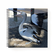 Australië; Pelikaan - Reizen