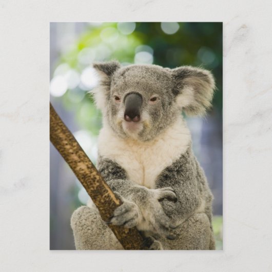 Australië, Queensland, Brisbane, Fig Tree Briefkaart (Voorkant)