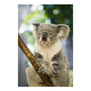 Australië, Queensland, Brisbane, Fig Tree Foto Afdruk