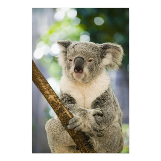 Australië, Queensland, Brisbane, Fig Tree Foto Afdruk (Voorkant)