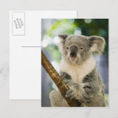 Australië, Queensland, Brisbane, Varkensboom Briefkaart (Voorkant / Achterkant)