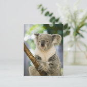 Australië, Queensland, Brisbane, Varkensboom Briefkaart (Staand voorkant)