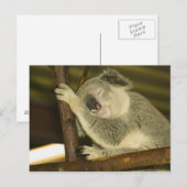 Australië, Queensland, Brisbane. Varkensboom Briefkaart (Voorkant / Achterkant)