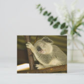 Australië, Queensland, Brisbane. Varkensboom Briefkaart (Staand voorkant)