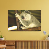 Australië, Queensland, Brisbane. Varkensboom Canvas Afdruk (Insitu (Woonkamer))