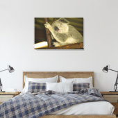 Australië, Queensland, Brisbane. Varkensboom Canvas Afdruk (Insitu (Slaapkamer))