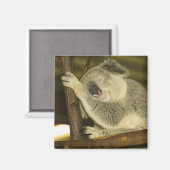 Australië, Queensland, Brisbane. Varkensboom Magneet (Voorkant / Achterkant)