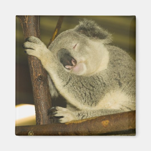 Australië, Queensland, Brisbane. Varkensboom Magneet (Voorkant)