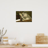 Australië, Queensland, Brisbane. Varkensboom Poster (Keuken)