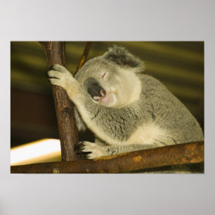 Australië, Queensland, Brisbane. Varkensboom Poster