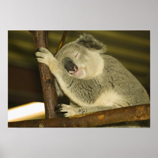 Australië, Queensland, Brisbane. Varkensboom Poster (Voorkant)