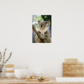 Australië, Queensland, Brisbane, Varkensboom Poster (Keuken)