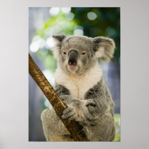 Australië, Queensland, Brisbane, Varkensboom Poster